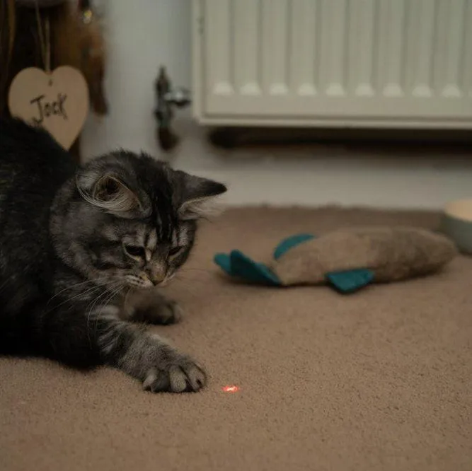 Catkins Laser Pointer Cat Toy