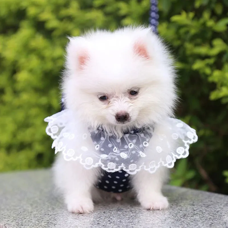 DIVA Pet -  Fun Print Bow Harness And Leash Set