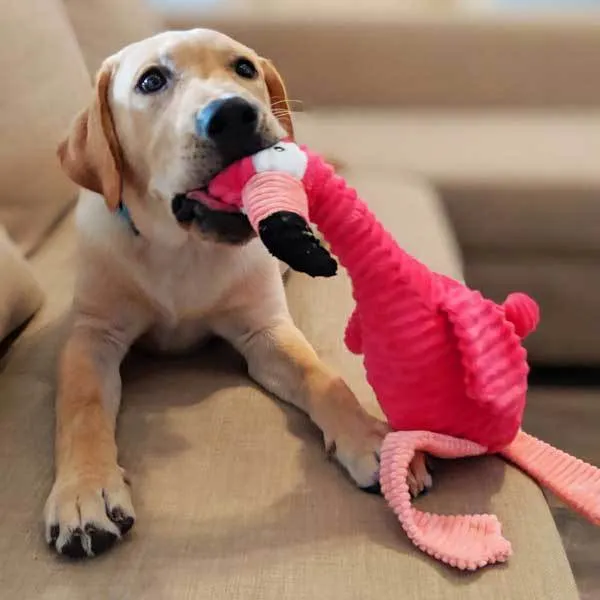 Flamingo by Patchwork Pet