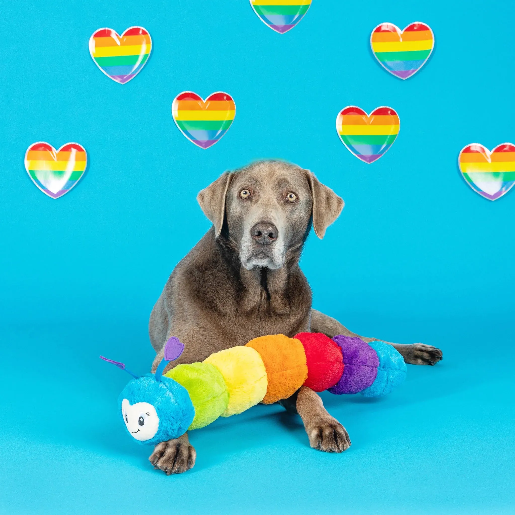 Fringe Dog Toy Don't Bug Me