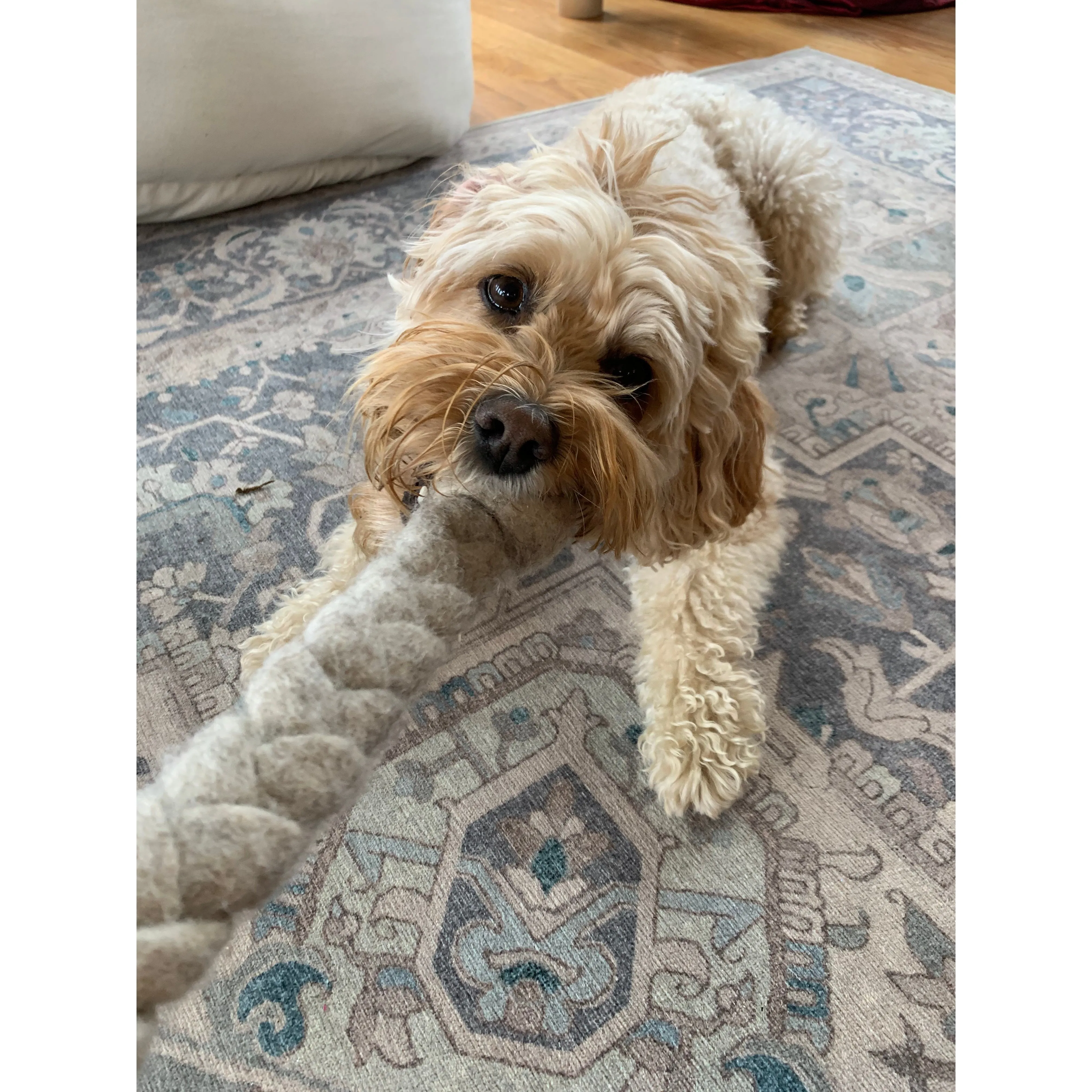 LooHoo Wooly Tug Toys