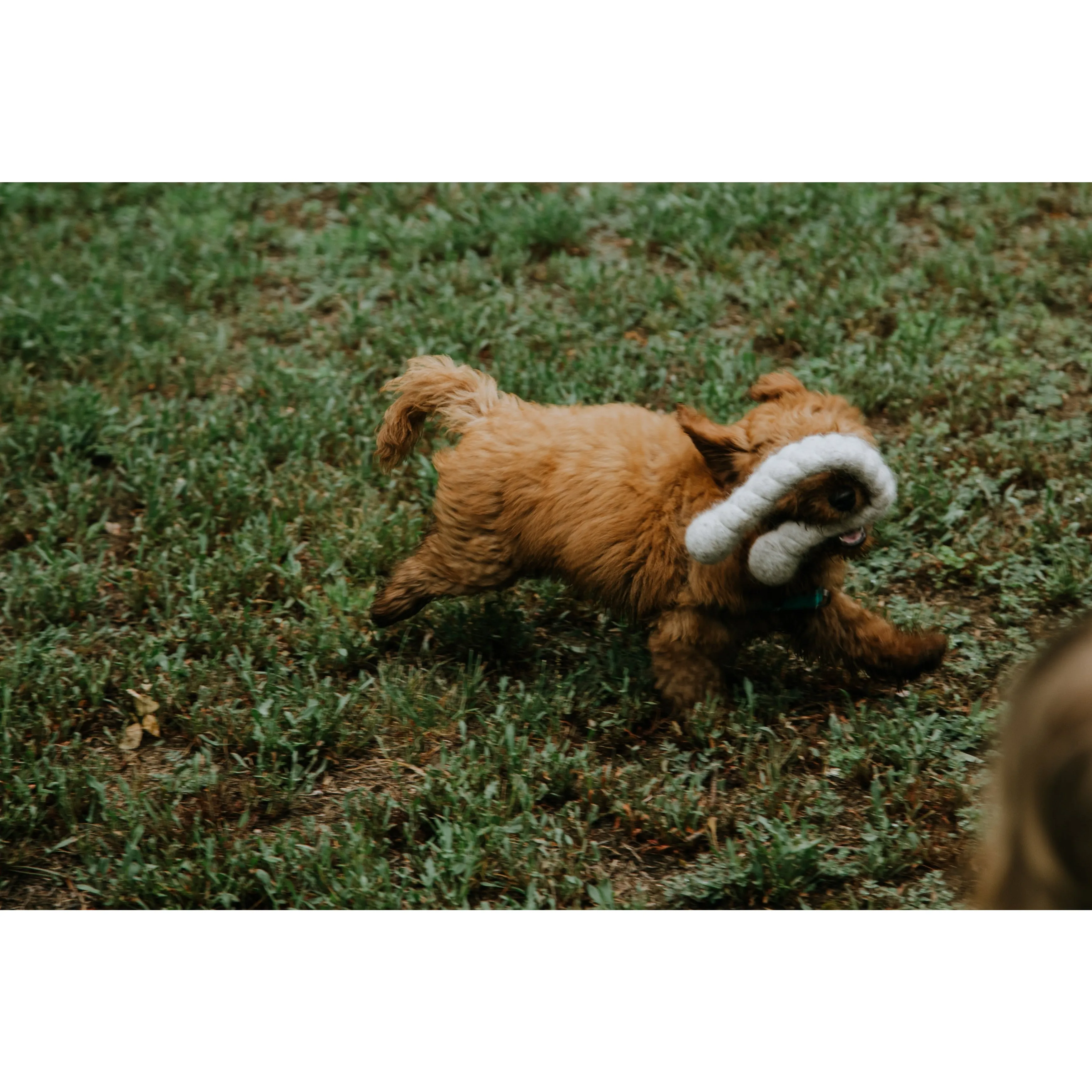 LooHoo Wooly Tug Toys