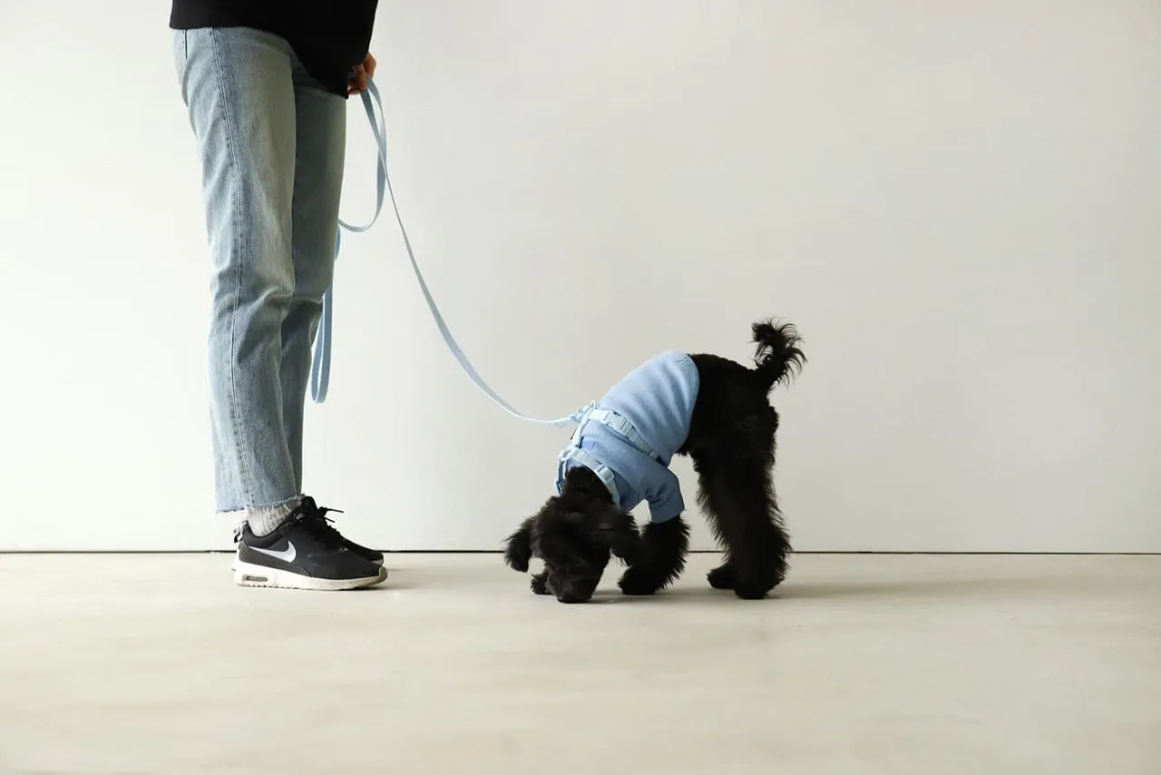 Macaron Pet Harness