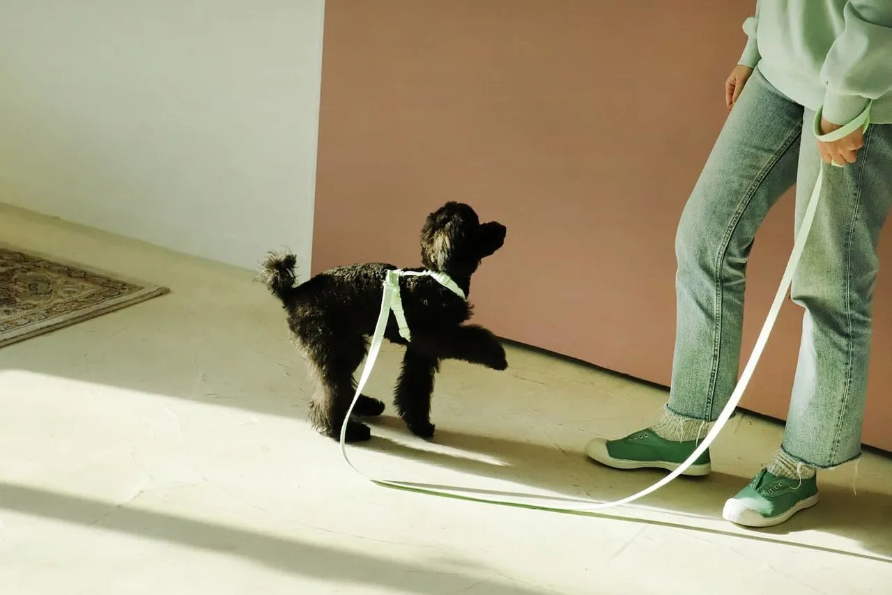 Macaron Pet Harness