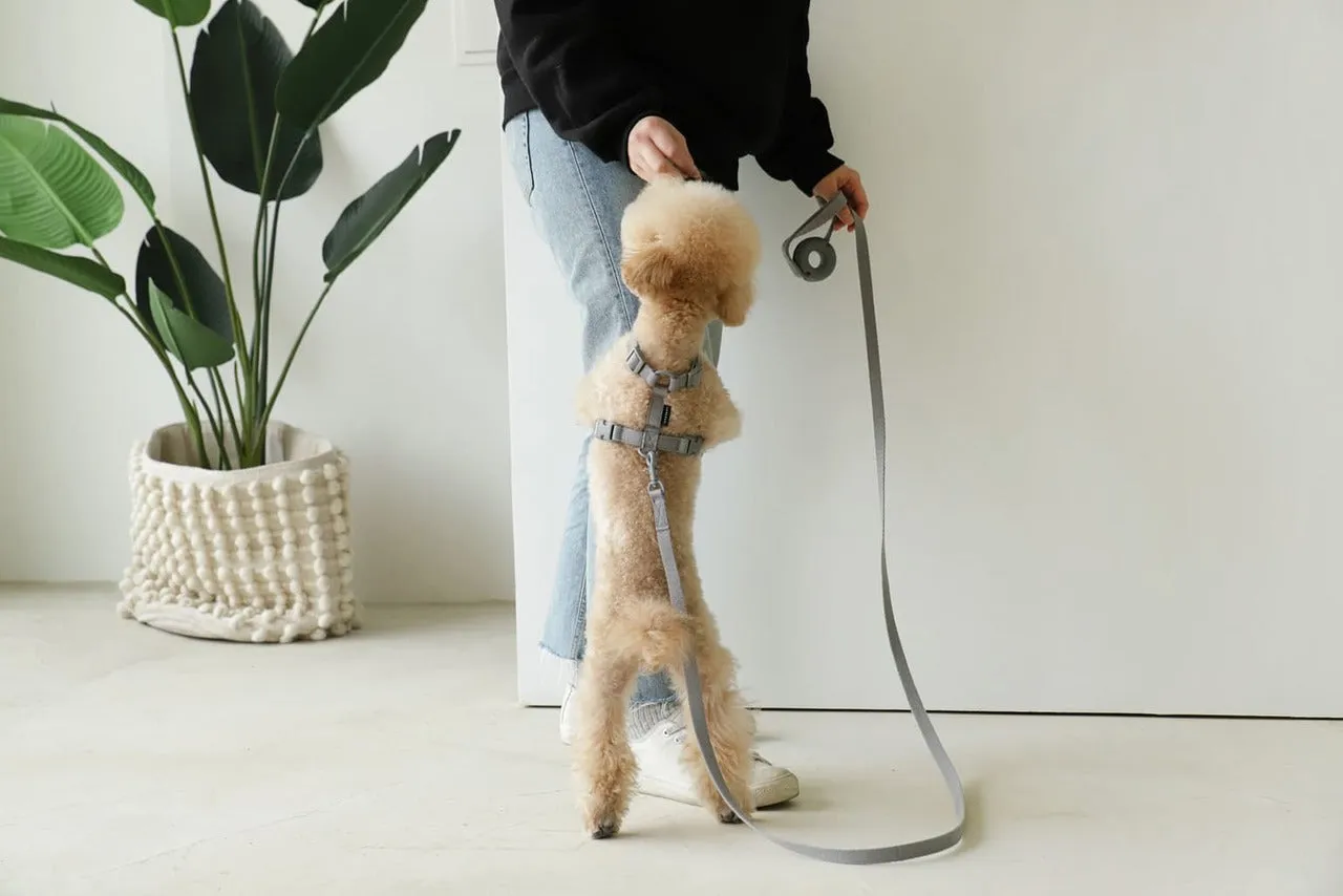 Macaron Pet Harness