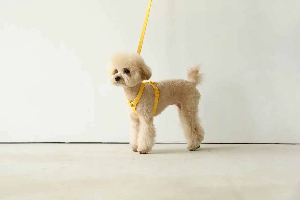 Macaron Pet Harness