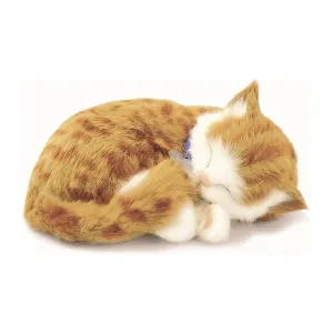 Orange Tabby Soft Bundle