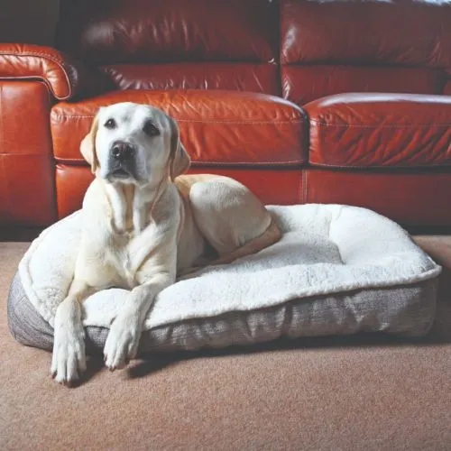 Rosewood Plush Tweed Teddy Bear Dog Bed - Medium 62cm