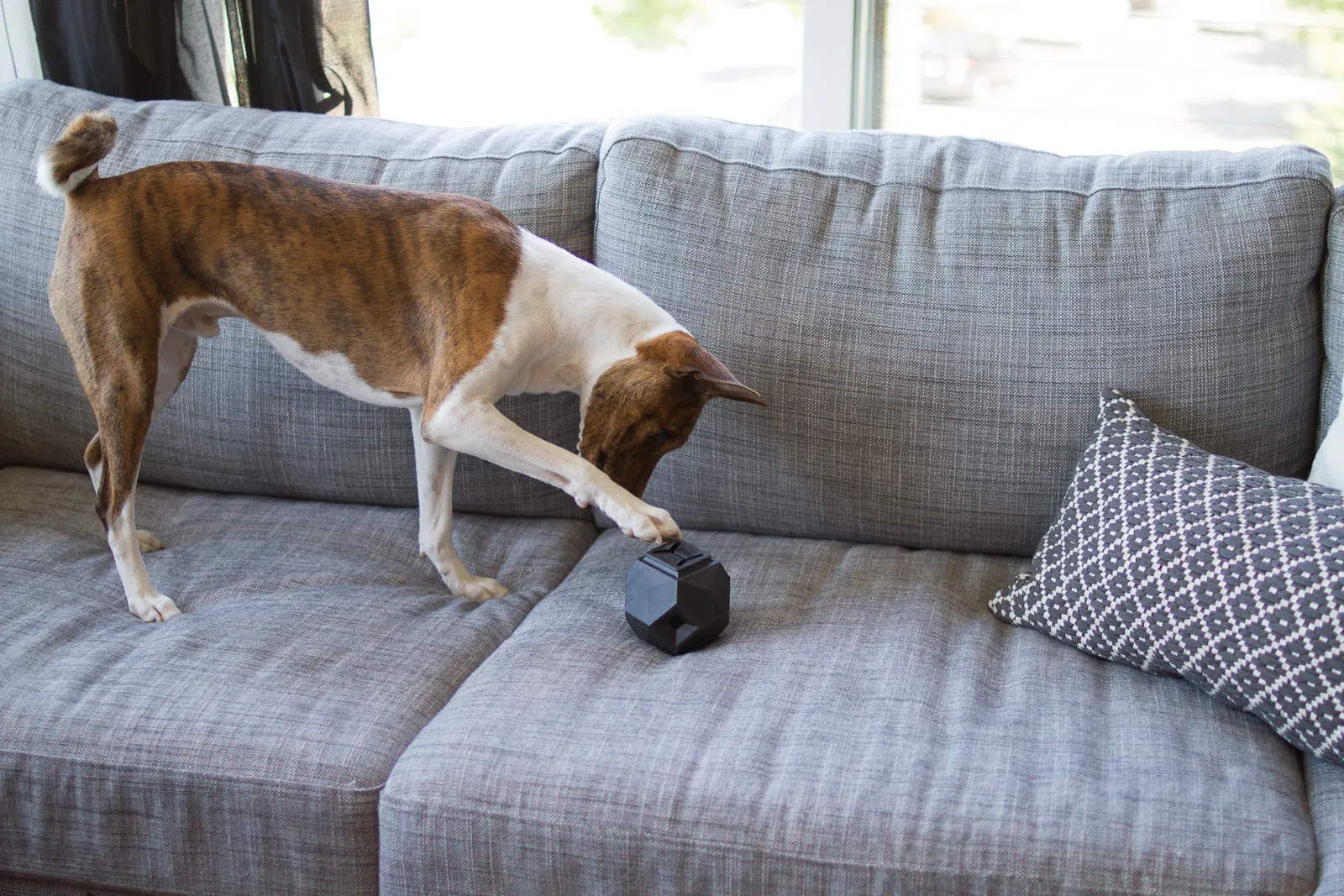 The Odin Dog Treat Puzzle Toy
