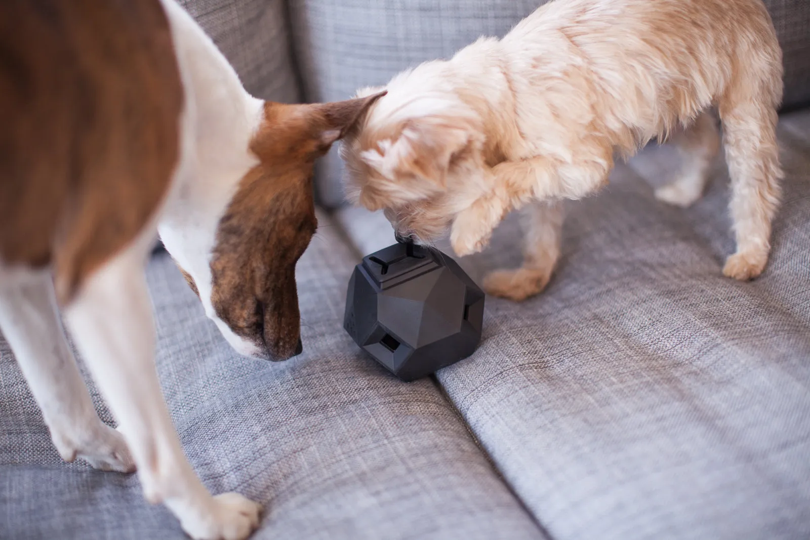The Odin Dog Treat Puzzle Toy