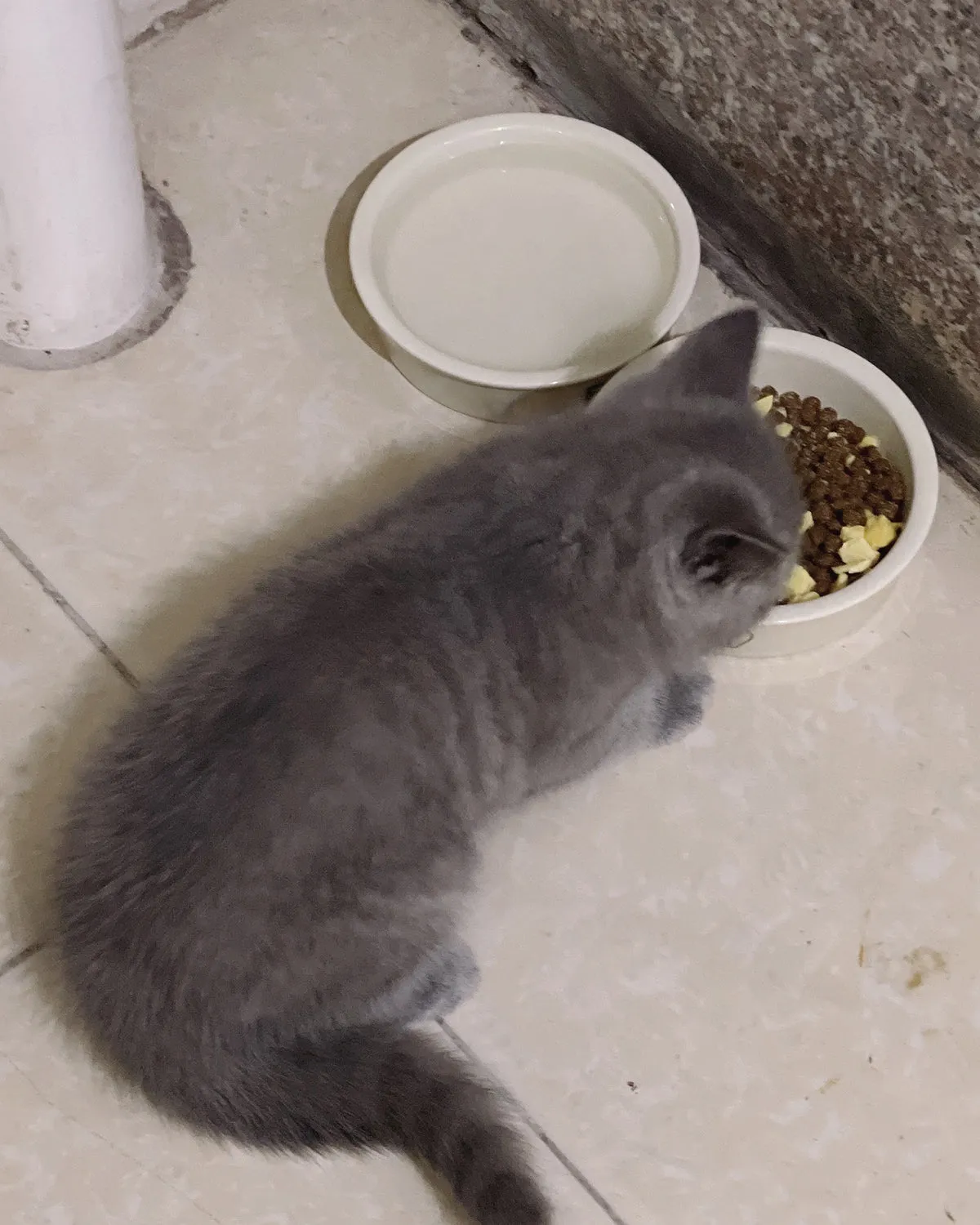 Youpii pet feeding utensils,Non Slip Cat Food Bowls, Shallow Cat Dish, Kitten Supplies, Cat Feeding & Watering Supplies